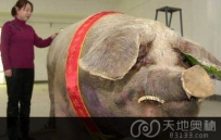 盘点世界9个最大的动物（图）