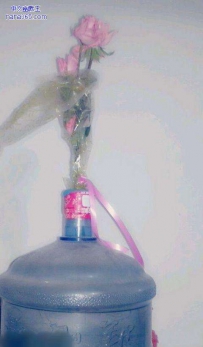 我们家的花这么养