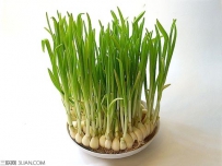 反季节如何栽培蒜苗