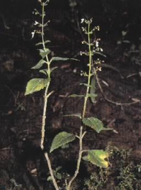 中草药大全―溪黄草