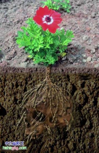 鲜花的背后