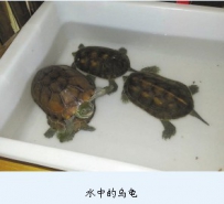 小乌龟得腐皮病 同伴轮流驮起它助其疗伤