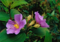 中草药大全―野牡丹