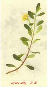 中草药大全―水龙