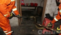 男子半夜惊喜 家里竟闯入蟒蛇