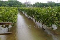 夏季葡萄为什么要防涝