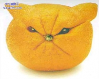愤怒的橙子