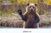 萌熊会摆拍 双腿直立面对镜头挥爪示好