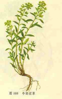 中草药大全―牛奶浆草