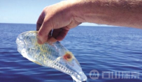 细数世界上的透明生物 北冰洋种类众多