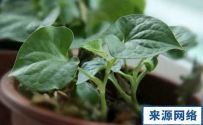 鱼腥草的功效与作用 鱼腥草泡水喝的功效