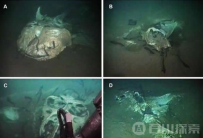 海底发现大量海洋动物尸体的水下墓地
