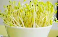 传统生产蚕豆芽的技术