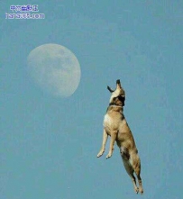 你真以为自己是哮天犬啊