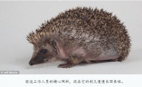 小刺猬跌进下水道 尖刺遭清洁剂腐蚀