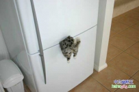 偷吃的猫