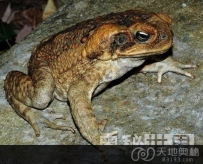 盘点现代10大物种进化现象（图）