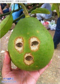 柚子是要逆天