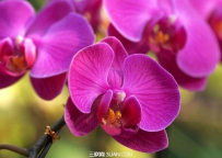 蝴蝶兰的养殖技巧