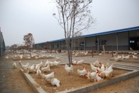 养殖场如何正确使用消毒剂
