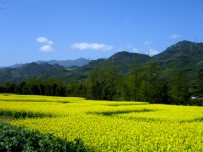 立春油菜注意防倒伏