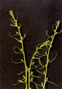 中草药大全―百蕊草