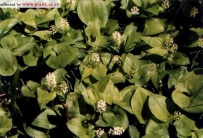 中草药大全―二叶舞鹤草