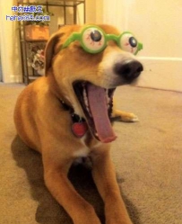 又出了一个狗狗眼镜