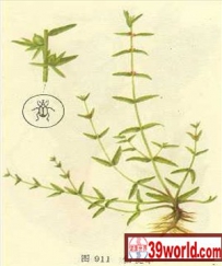 中草药大全―仙桃草