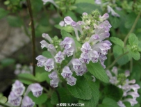 韩信草的功效与作用