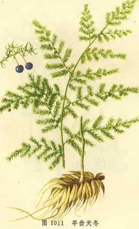 中草药大全―羊齿天冬