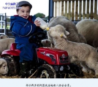 2岁男孩成英国最小牧人 管6只羊能力出色