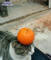 喵星人，你这是卖艺么