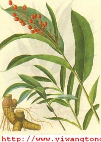 芳香化湿药―红豆蔻
