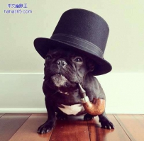 百变斗牛犬（9张）