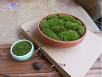 超精致而养眼的苔藓造景（10张）