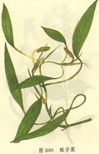 中草药大全―眼子菜