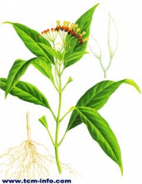 中草药大全―莲生桂子花