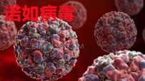 诺如病毒是什么