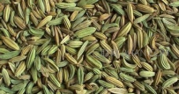 小茴香能治胃病吗
