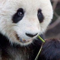 揭秘熊猫为何喜欢吃竹子（图）