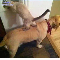 谁说动物不会配合