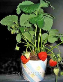 家庭阳台草莓种植方法