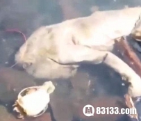 巴拿马海滩惊现人形怪兽，丑陋且嗜血