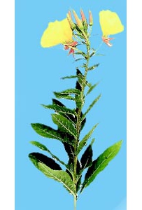 中草药大全―月见草