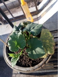 盆栽手捻葫芦的种植技术
