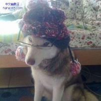 哈士奇神马的最可爱了
