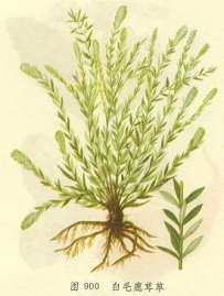 中草药大全―白毛鹿茸草