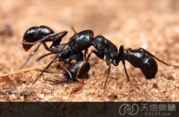 探究揭秘：蚂蚁为什么不停地搬运食物