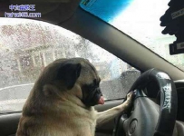 开车请不要卖萌
